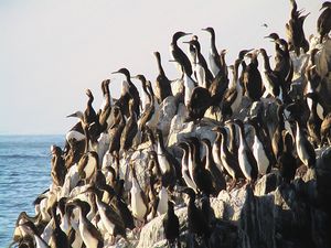 19_CORMORANS