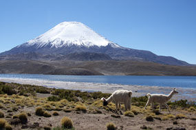 8_bis_parinacota