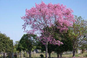 ARBRES_EN_FLEURS