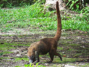 10_COATI