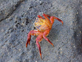 150_CRABE