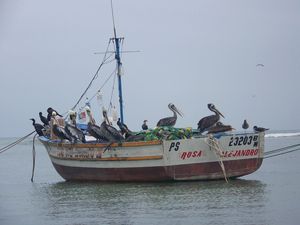 6_PELICANS