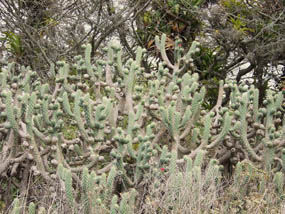 168_CACTUS