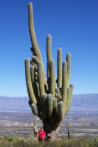 5_CACTUS