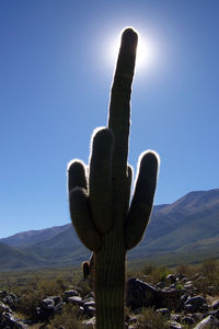 5_bis_CACTUS